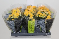 Бегония Premium Nadine