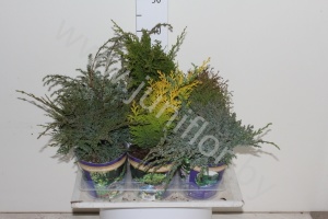 Хвоиник Conifers Gemengd In Potcover