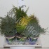 Хвоиник Conifers Gemengd In Potcover
