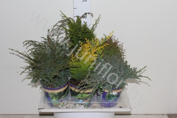 Хвоиник Conifers Gemengd In Potcover