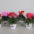 Цикламен Cyclamen In Houten Basket Цикламен Cyclamen In Houten Basket