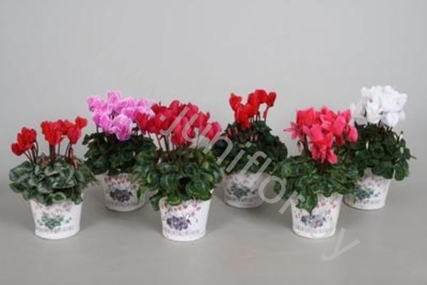 Цикламен Cyclamen In Houten Basket