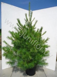 Ель Pinus Wallichiana