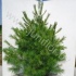 Ель Pinus Wallichiana Ель Pinus Wallichiana