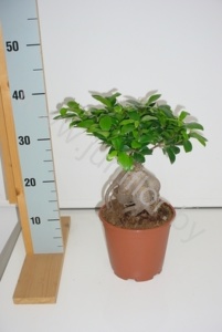 Фикус Ficus Ginseng