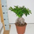 Фикус Ficus Ginseng Фикус Ficus Ginseng