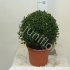 Самшит Buxus Sempervivum Bol