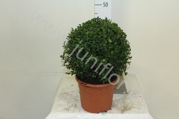 Самшит Buxus Sempervivum Bol