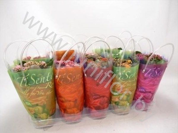 Каланхоэ Kalanchoe Tisento In Lolatas