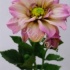Георгин Dahlia Edge of Joy Георгин Dahlia Edge of Joy