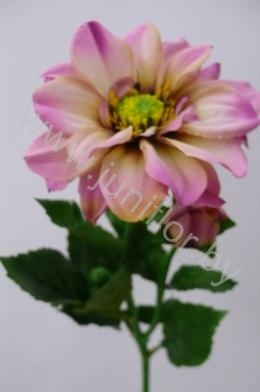 Георгин Dahlia Edge of Joy