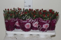 Роза Beaumonde Rood