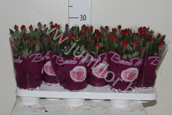 Роза Beaumonde Rood