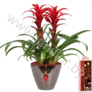 Гузмания Coupe Roma 18cm Duo Rood+Hanger