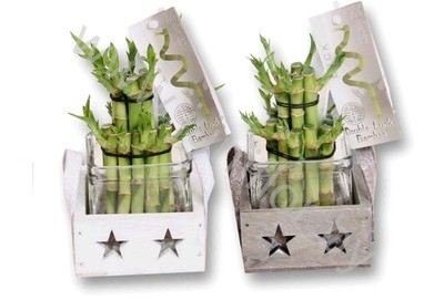 Бамбук Dracaena Бамбук Dracaena