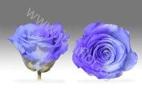 Стабилизированная роза Rose pr BIC-53