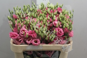 Эустома Lisi du Rosita Hot Pink