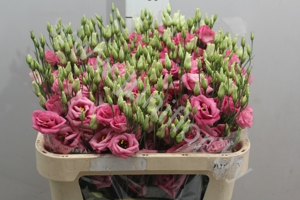 Эустома Lisi du Rosita Hot Pink