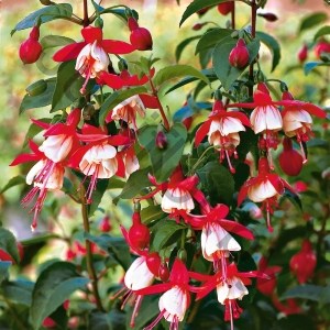 Фуксия Fuchisia Hybrids White Red