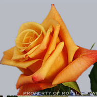 Роза Orange Unique