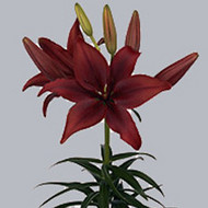 Лилия Az Black Out