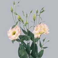 Эустома Du Magic Champagne