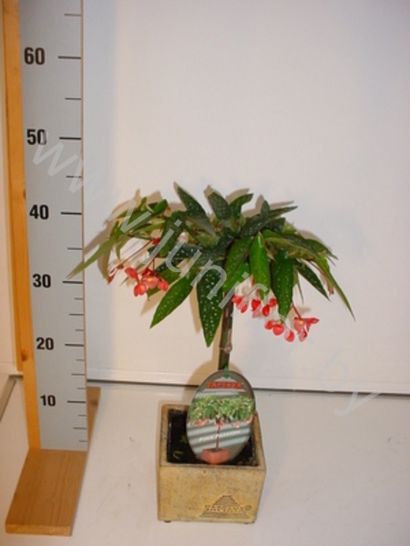 Бегония  Tamaya Op Stam Terra Cotta