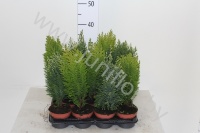 Хвоиник Conifers Mix (thuya,juniperus,chama