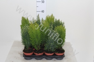 Хвоиник Conifers Mix (thuya,juniperus,chama