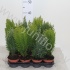 Хвоиник Conifers Mix (thuya,juniperus,chama Хвоиник Conifers Mix (thuya,juniperus,chama