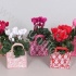 Цикламен Cyclamen In Jute Tas Цикламен Cyclamen In Jute Tas