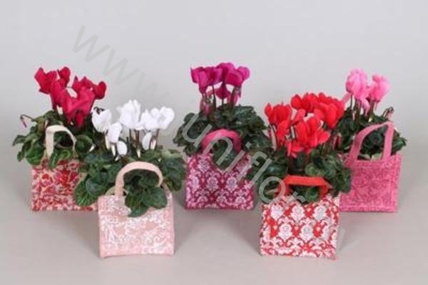 Цикламен Cyclamen In Jute Tas