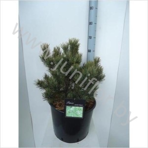 Ель Pinus Watereri