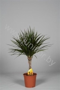 Драцена Dracaena Marginata Gevlochten Stam