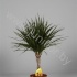 Драцена Dracaena Marginata Gevlochten Stam Драцена Dracaena Marginata Gevlochten Stam