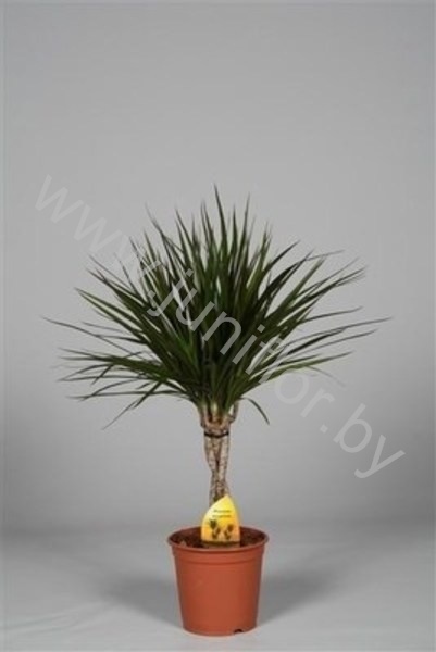 Драцена Dracaena Marginata Gevlochten Stam