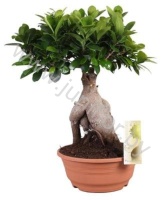 Фикус Ficus Ginseng