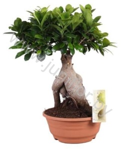 Фикус Ficus Ginseng