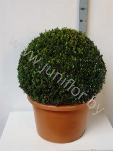 Самшит Buxus Sempervivum Bolvormig (Super)