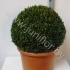 Самшит Buxus Sempervivum Bolvormig (Super) Самшит Buxus Sempervivum Bolvormig (Super)