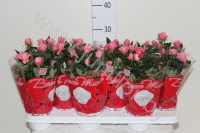 Роза Beaumonde Roze