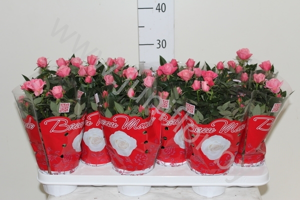 Роза Beaumonde Roze