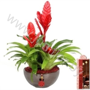 Вризея Coupe Roma 22cm Rood+Hanger