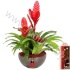 Вризея Coupe Roma 22cm Rood+Hanger Вризея Coupe Roma 22cm Rood+Hanger