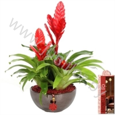 Вризея Coupe Roma 22cm Rood+Hanger