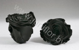Стабилизированная роза Rose pr BLA-01
