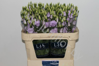 Эустома Lisi du Rosita Lavender