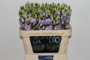 Эустома Lisi du Rosita Lavender