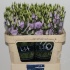 Эустома Lisi du Rosita Lavender Эустома Lisi du Rosita Lavender