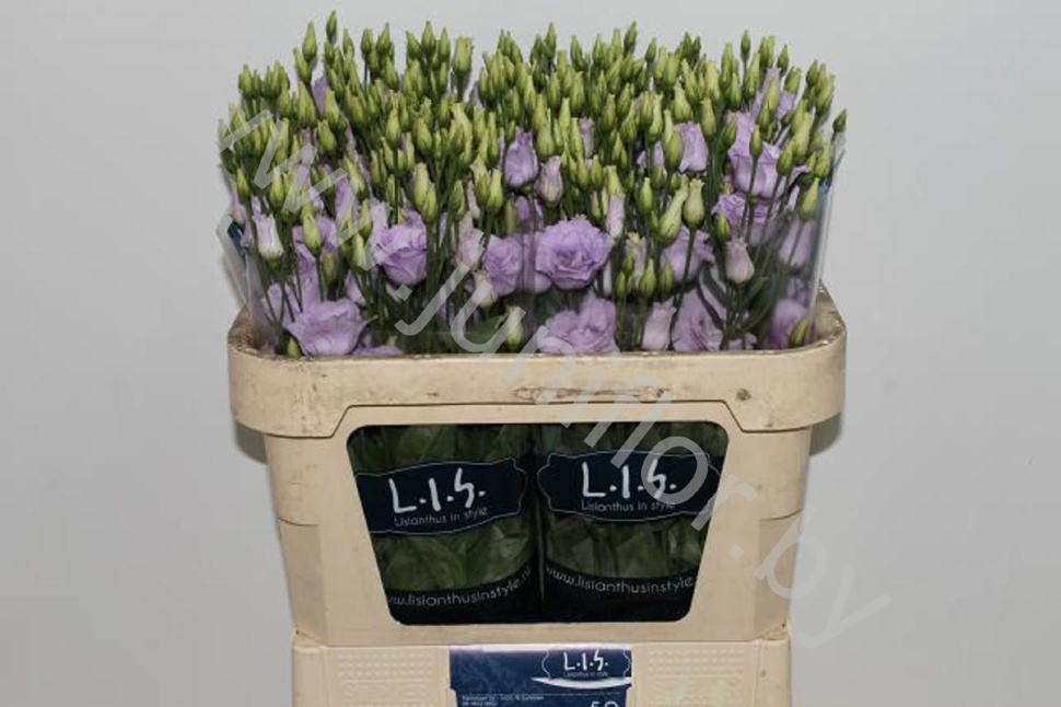 Эустома Lisi du Rosita Lavender